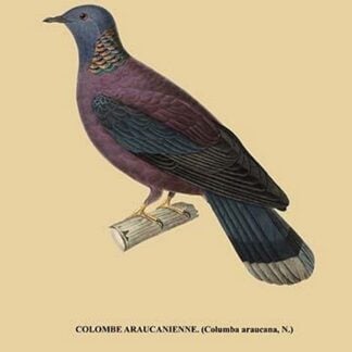 Colombe Araucanienne