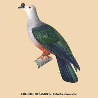 Colombe Oceanique