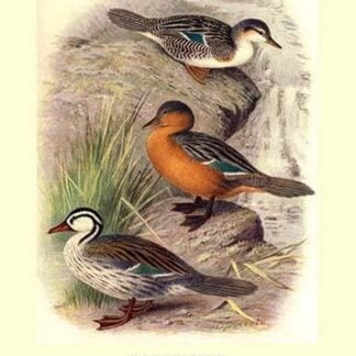 Colombian Torrent Ducks by Henrick Gronvold