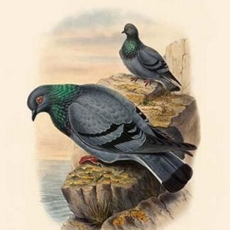 Columba Intermedia - Indian Rock-Pigeon by John Gould