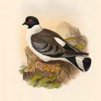 Columba Leuconota - White-Billed Pigeon by John Gould