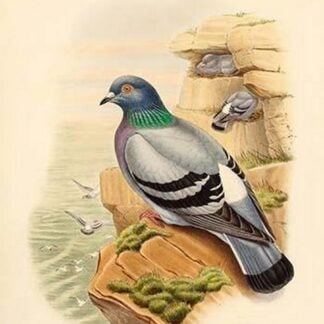 Columba Livia - Rock Pigeon by John Gould