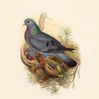 Columba Oenas - Stock Dove by John Gould