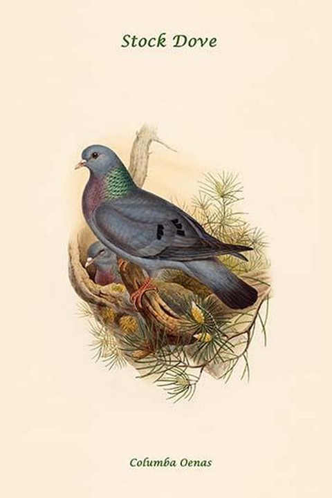 Columba Oenas - Stock Dove by John Gould