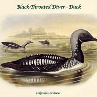 Colymbus Arcticus - Black-Throated Diver - Duck by John Gould