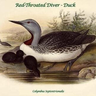 Colymbus Septentrionalis - Red-Throated Diver - Duck by John Gould