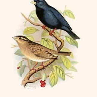 Combasou by Frederick William Frohawk