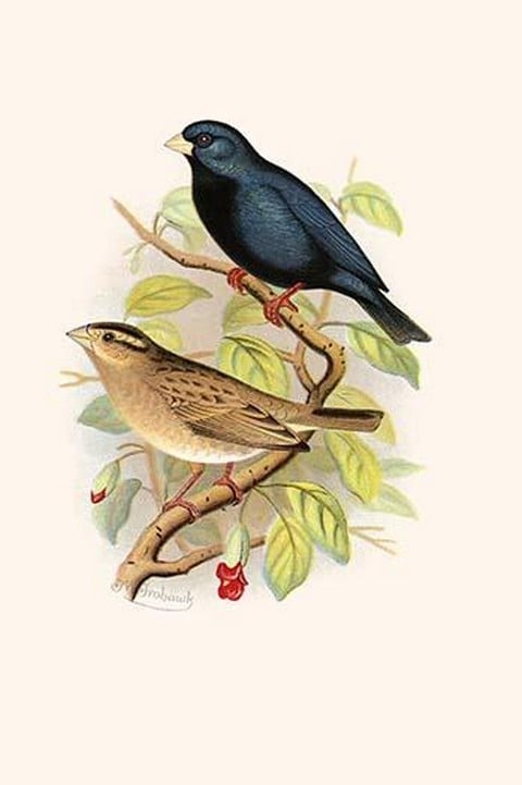 Combasou by Frederick William Frohawk