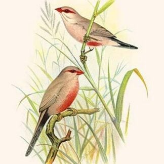 Common African Waxbill & St. Helena Waxbill by Frederick William Frohawk