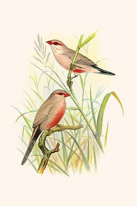 Common African Waxbill & St. Helena Waxbill by Frederick William Frohawk