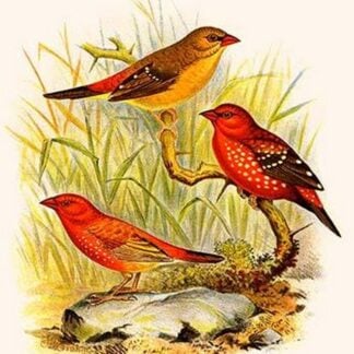 Common Amaduvade & African Fire Finch by Frederick William Frohawk