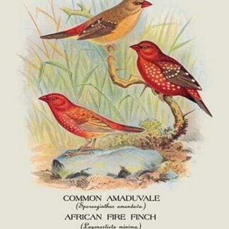 Common Amaduvale; American Fire Finch by Arthur Gardiner Butler