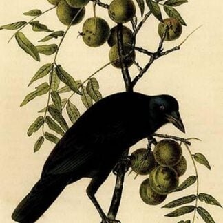 Common American Crow by John James Audubon