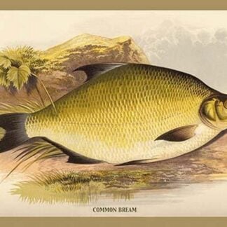 Common Bream by A.F. Lydon