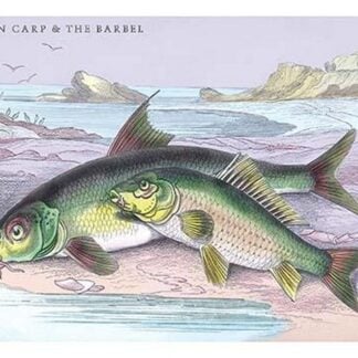 Common Carp and the Barbel by Robert Hamilton