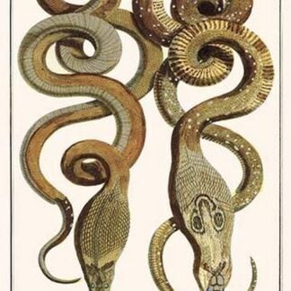 Common Cobra by Albertus Seba