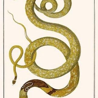 Common Cobra from Peru by Albertus Seba