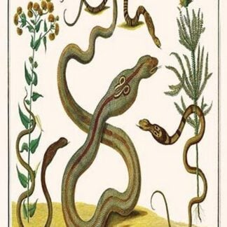 Common Cobra of Indonesia & the Philippines & Sunflower by Albertus Seba