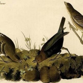 Common Crow by John James Audubon