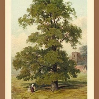 Common Elm by W.H.J. Boot - Art Print