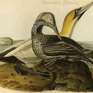 Common Gannet by John James Audubon