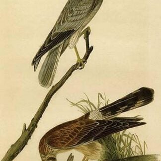 Common Harrier by John James Audubon