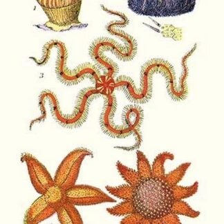 Common Madrepore Coral