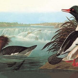 Common Merganser by John James Audubon