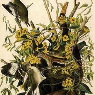 Common Mockingbird by John James Audubon