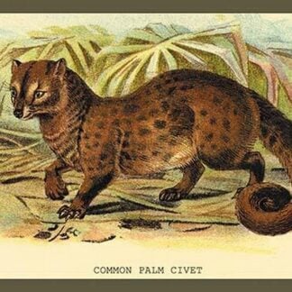 Common Palm Civet by Sir William Jardine