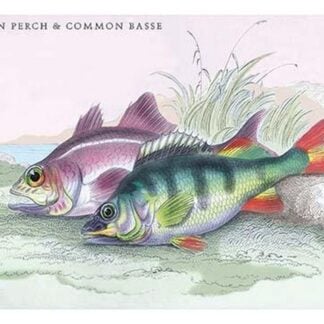 Common Perch and Common Bass by Robert Hamilton