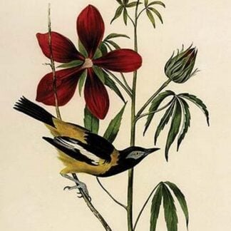 Common Troupial by John James Audubon