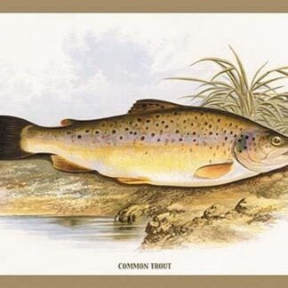 Common Trout by A.F. Lydon