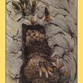 Common Wasps by Edward Detmold