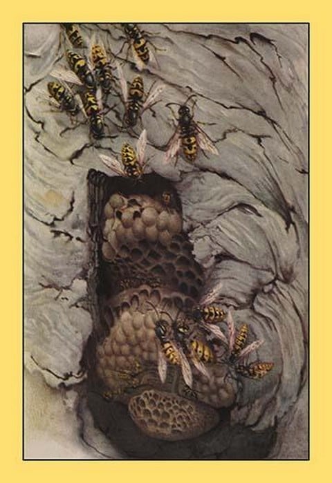 Common Wasps by Edward Detmold