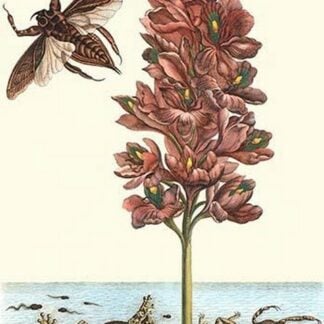 Common Water Hyacinth with a Veined Tree Frog and a Giant Water Bug by Maria Sibylla Merian