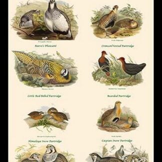 Composite Partridge Classroom Poster by John Gould