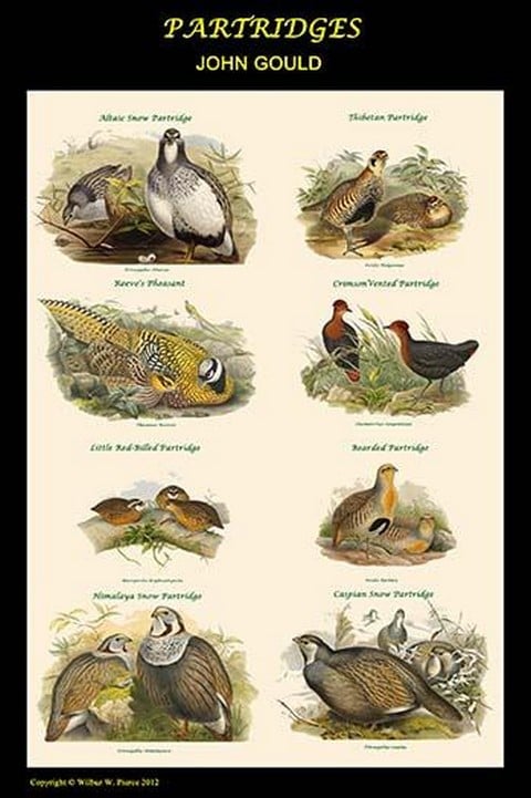 Composite Partridge Classroom Poster by John Gould