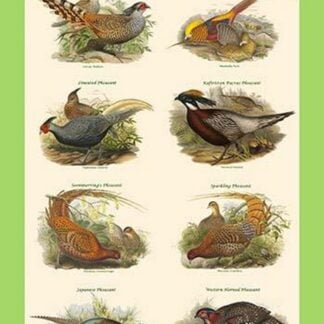 Composite Pheasant Poster II by John Gould