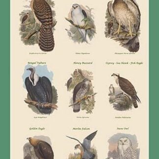 Composite Vertical Birds of Prey by John Gould