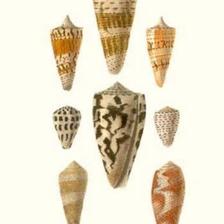 Cone Shells By John Mawe