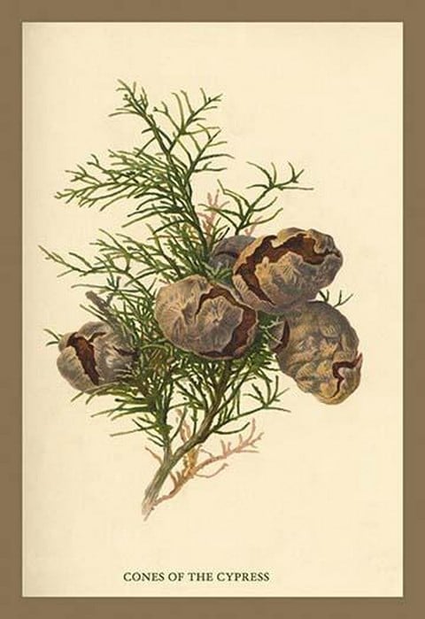 Cones of The Cypress by W.H.J. Boot - Art Print