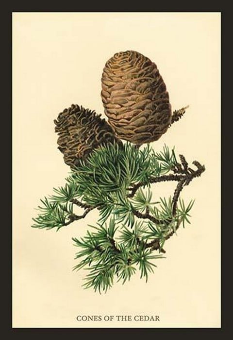 Cones of the Cedar by W.H.J. Boot - Art Print