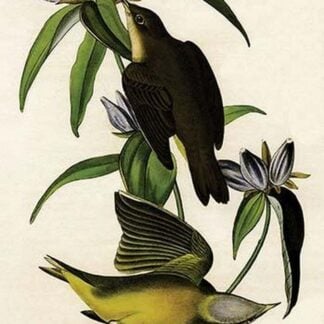 Connecticut Warbler by John James Audubon