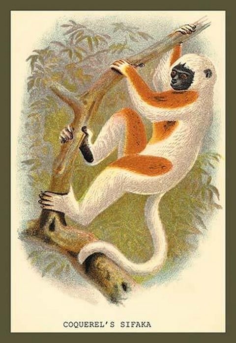 Conquerel's Siafka by Sir William Jardine