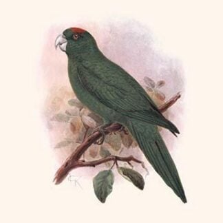 Conurus Labati by Lionel Walter Rothschild