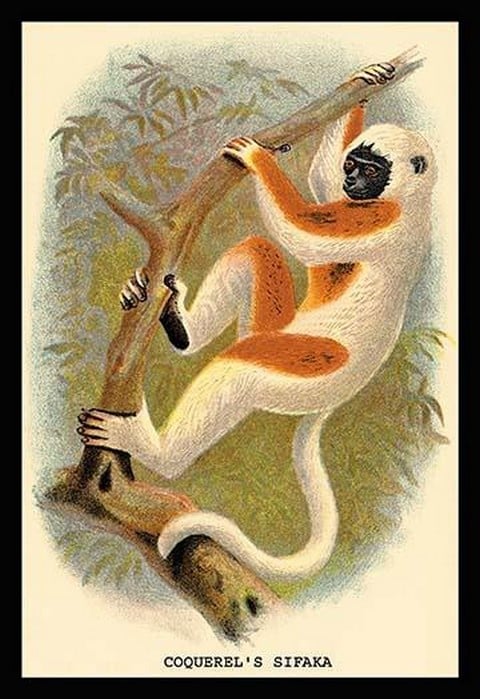 Coquerel's Sifaka by G.R. Waterhouse