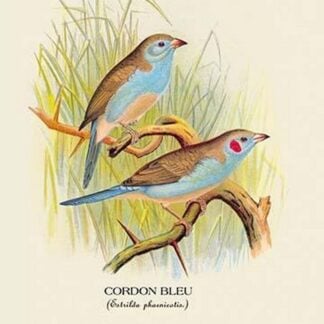 Cordon Bleu by Arthur Gardiner Butler