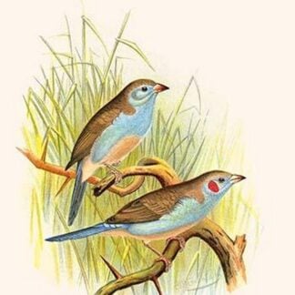 Cordon Bleu or Crimson Eared Waxbill by Frederick William Frohawk