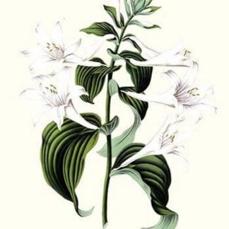 Corfu Lily by Louis Benoit Van Houtte